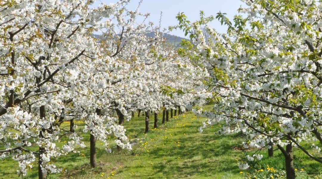 Kirschblüte in Witzenhausen