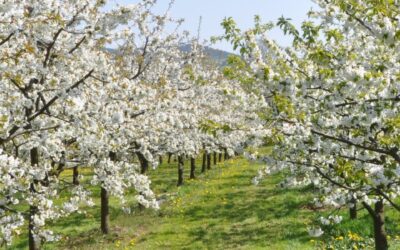 Kirschblüte in Witzenhausen