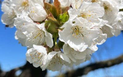 Kirschblüten-Ticker