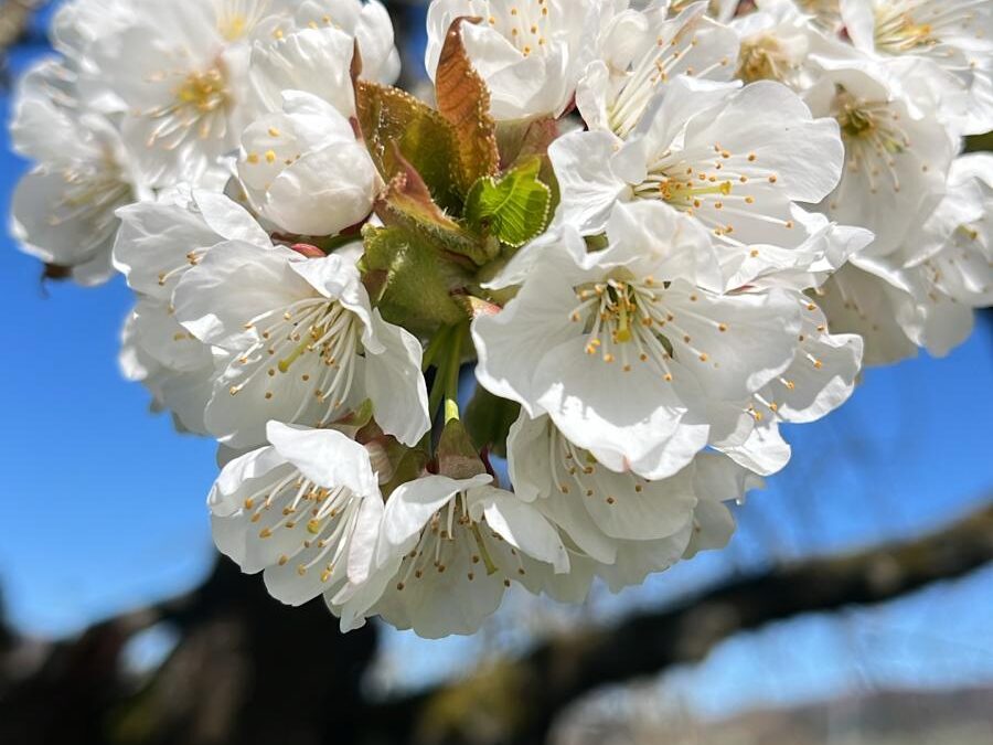 Kirschblüten-Ticker