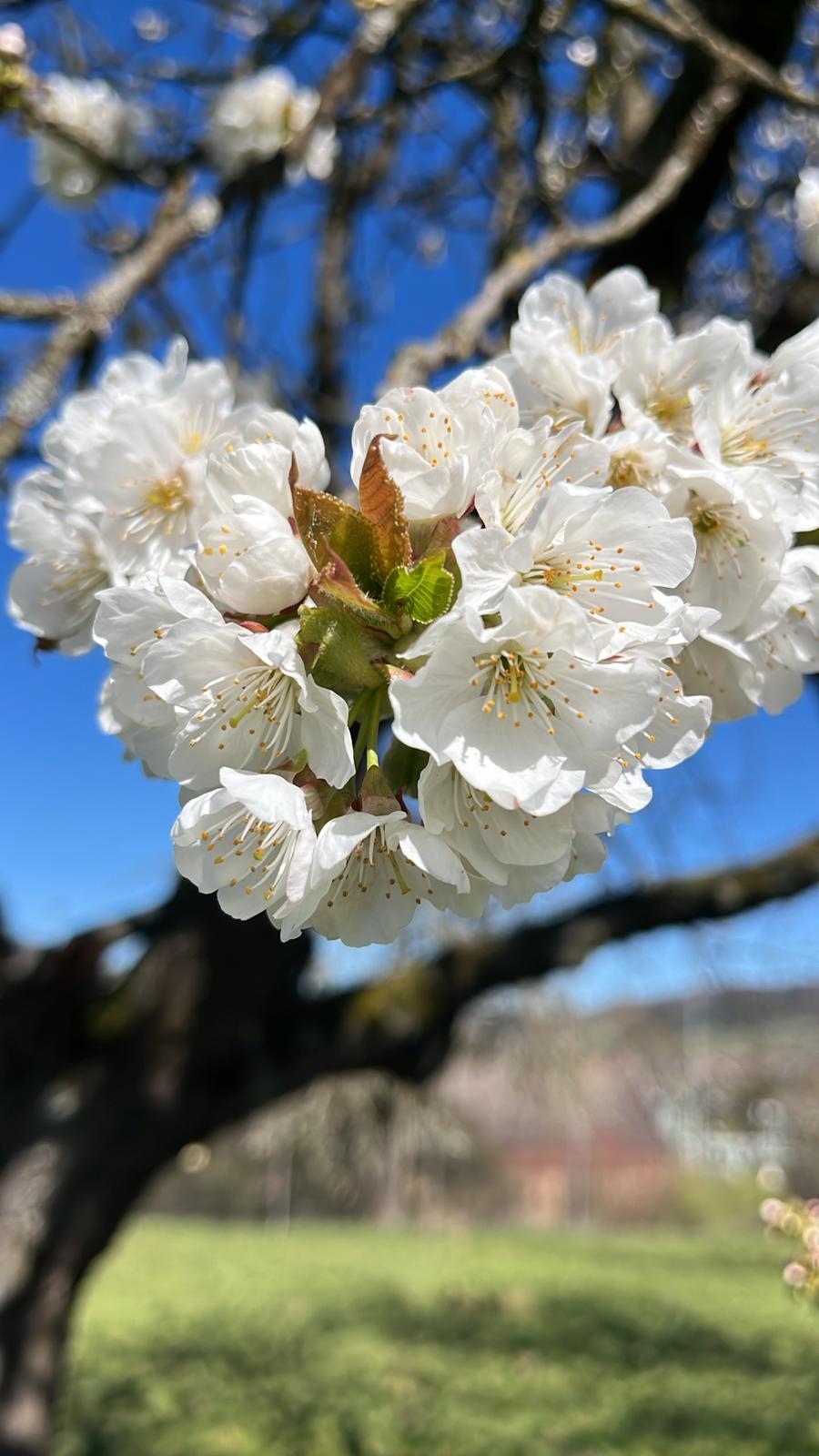 Kirschblüte Stand 8. April (c) Kerstin_Walger-Wenisch