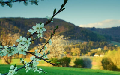 Kirschblüten-Ticker