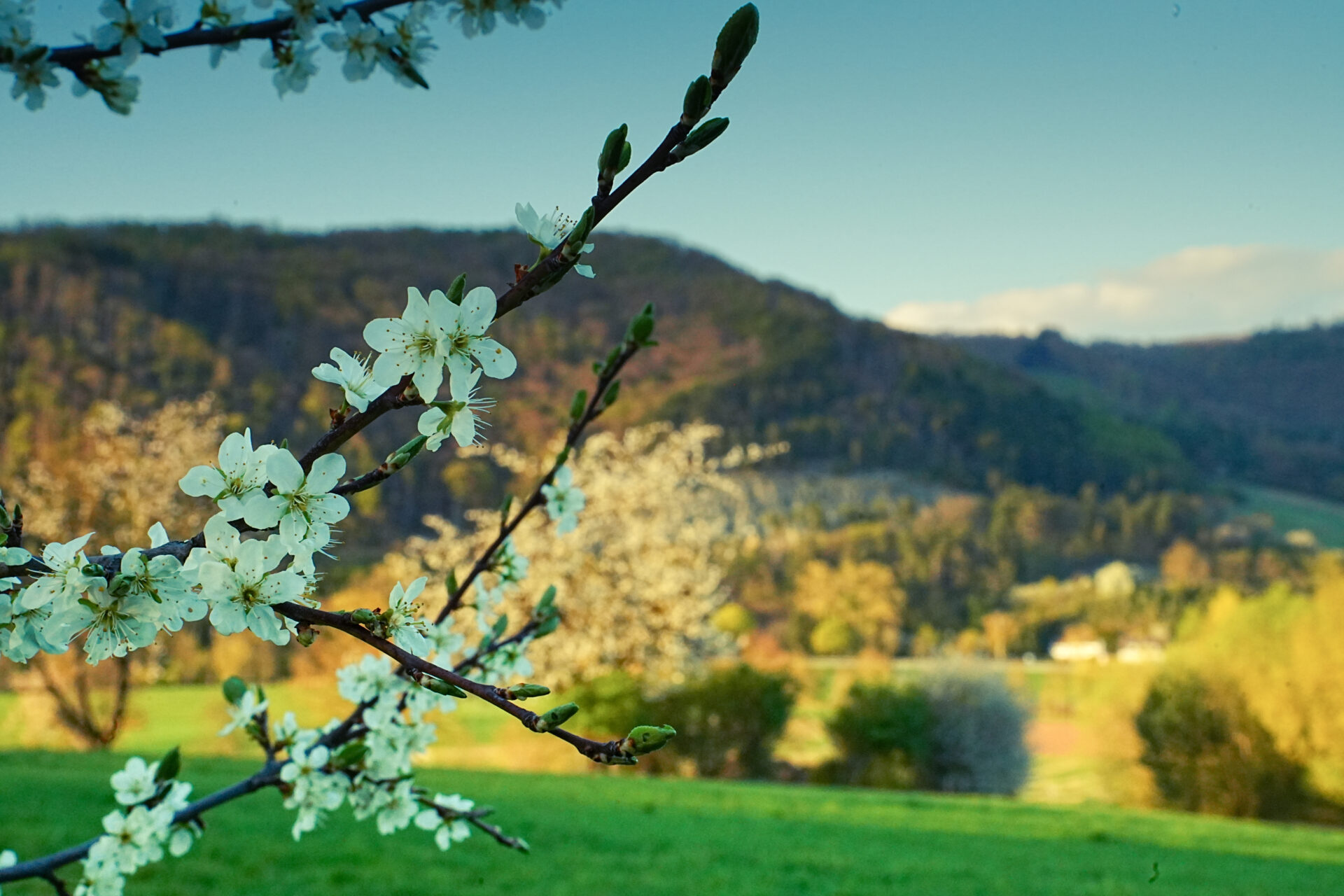 ProWitz_Kirschblüte_KWW_3_2026_Bilder81