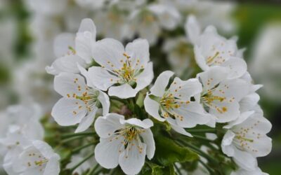 Kirschblüten-Ticker