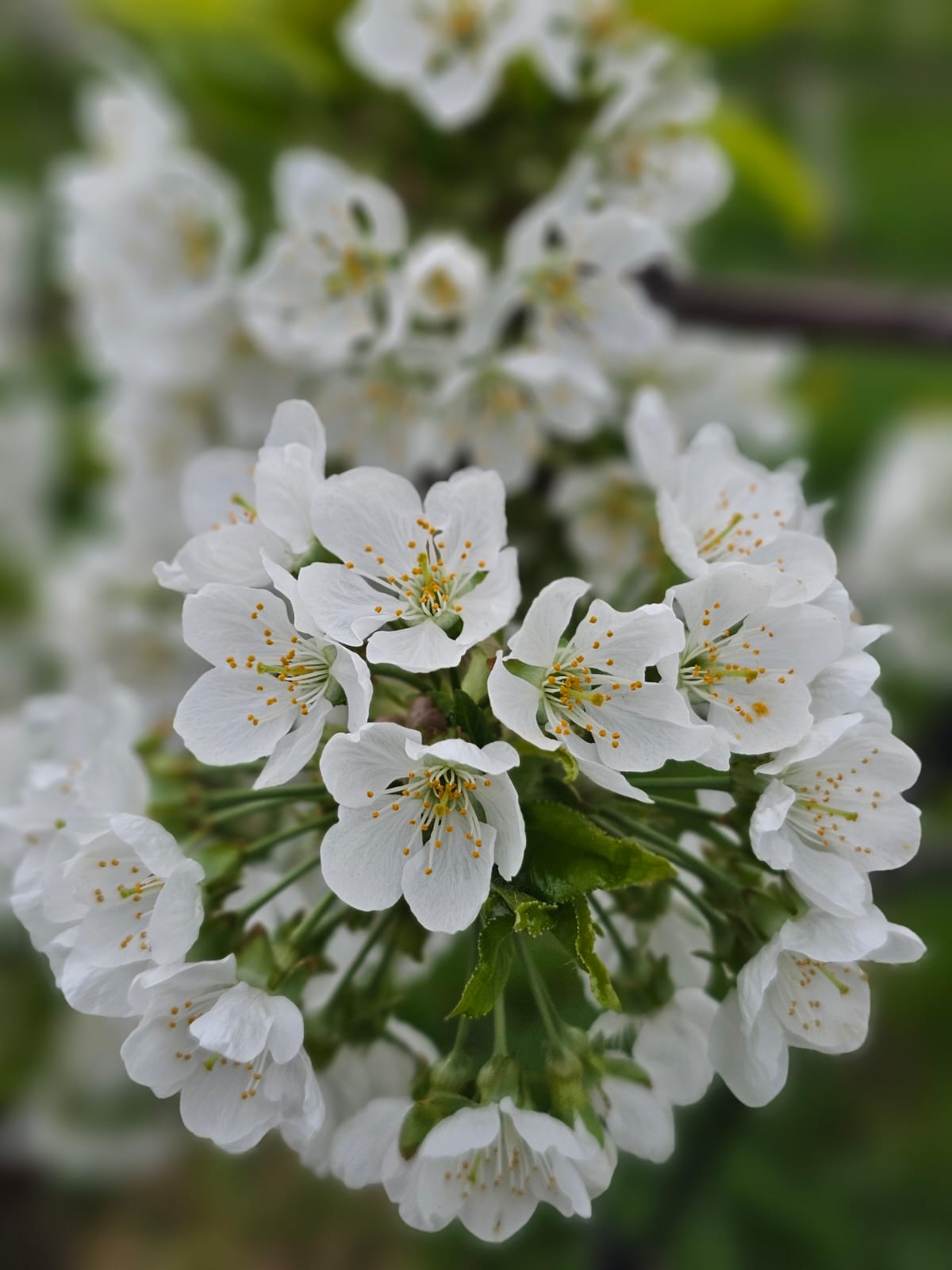 WhatsApp Image 2026-04-02 at 09.40.26 (2)